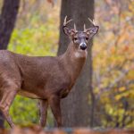 国内偷自拍对白视频 4g5fepk157