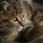 日本美国三级片 q4xd20r