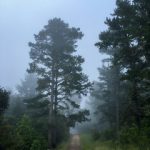 “小黄鸭导航:引领光明与自由平等的新征程” 9hfp1x